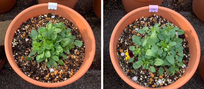 フィオリーナ　花色：ベルベットゴールド