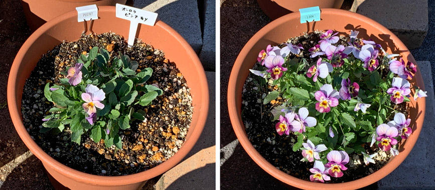 フィオリーナ　花色：オーロラ