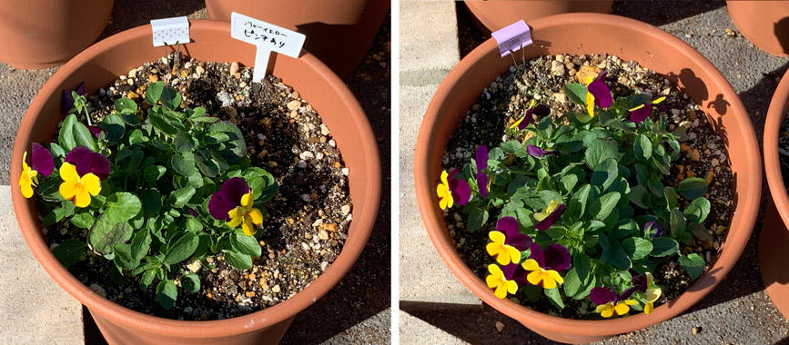 フィオリーナ　花色：ブルーイエロー