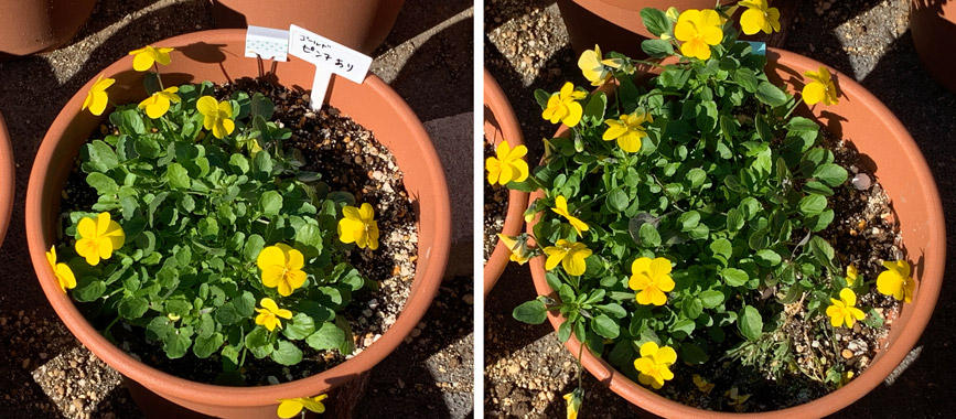 フィオリーナ　花色：ゴールド