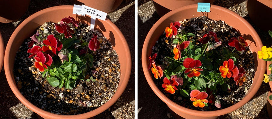 フィオリーナ　花色：レッドフレア