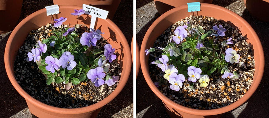 フィオリーナ　花色：スカイブルー