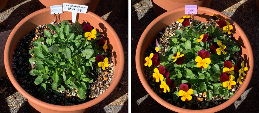 フィオリーナ　花色：ベルベットゴールド