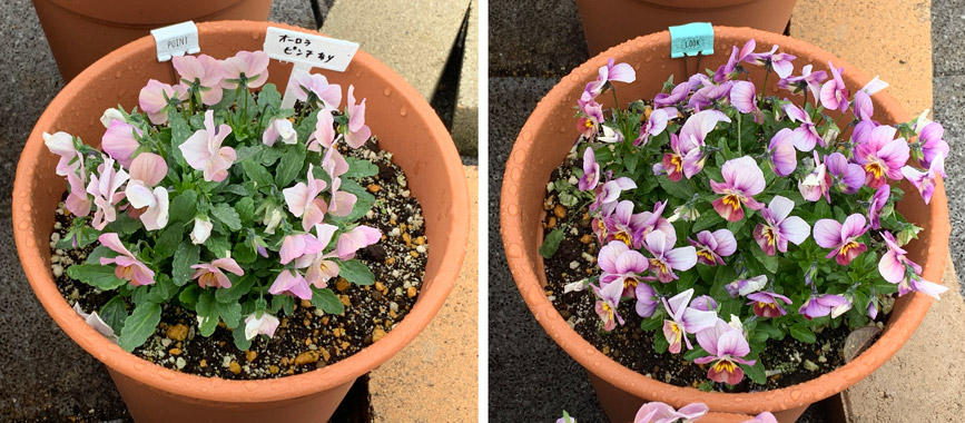 フィオリーナ　花色：オーロラ