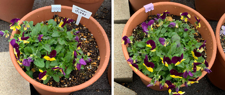 フィオリーナ　花色：ブルーイエロー