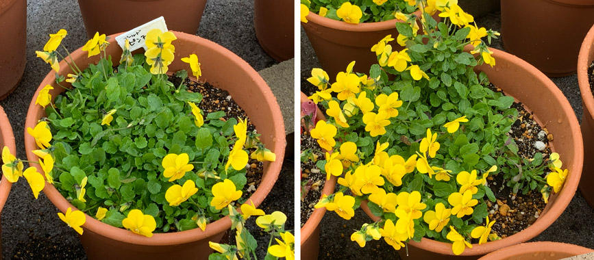 フィオリーナ　花色：ゴールド