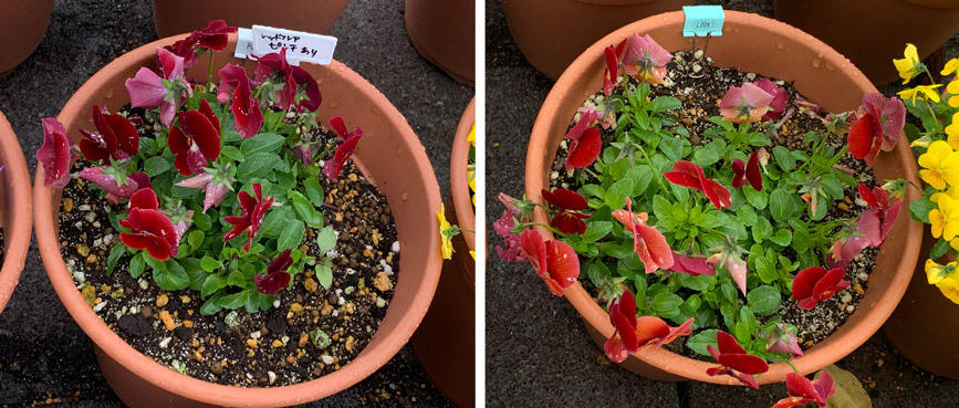 フィオリーナ　花色：レッドフレア