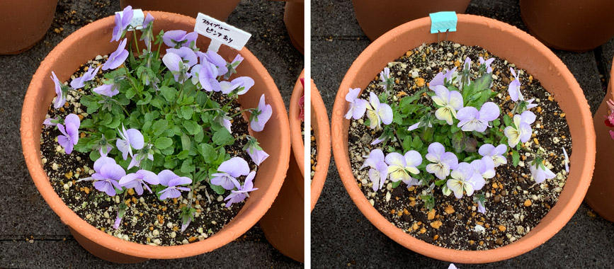 フィオリーナ　花色：スカイブルー