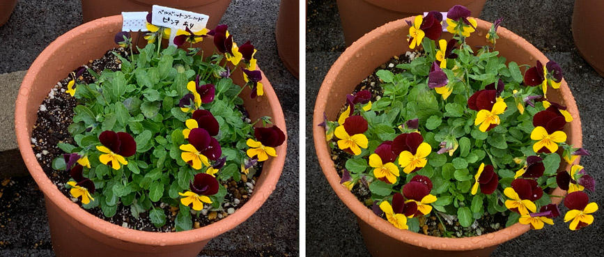 フィオリーナ　花色：ベルベットゴールド