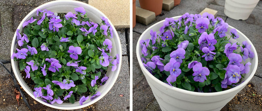 フィオリーナ　花色：スカイブルー