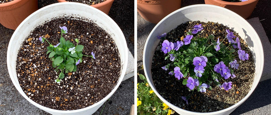 フィオリーナ　花色：スカイブルー