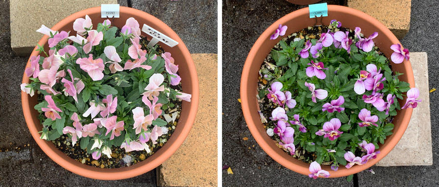 フィオリーナ　花色：オーロラ