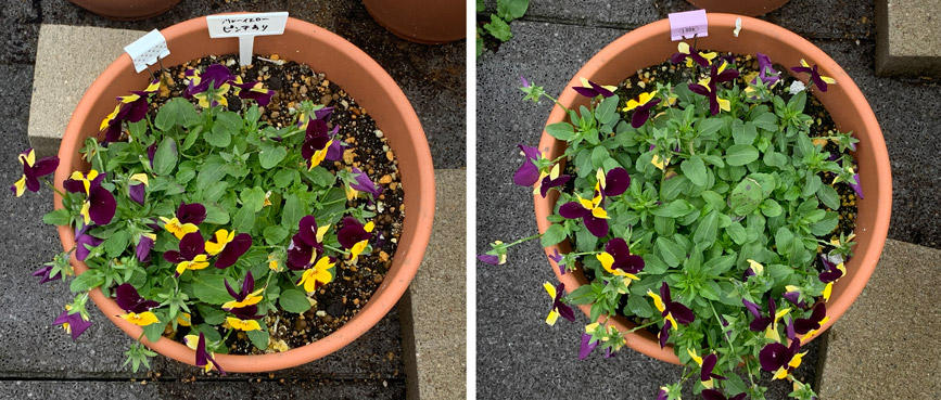 フィオリーナ　花色：ブルーイエロー