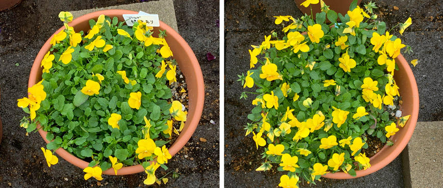 フィオリーナ　花色：ゴールド