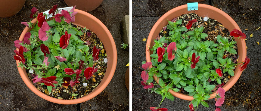 フィオリーナ　花色：レッドフレア