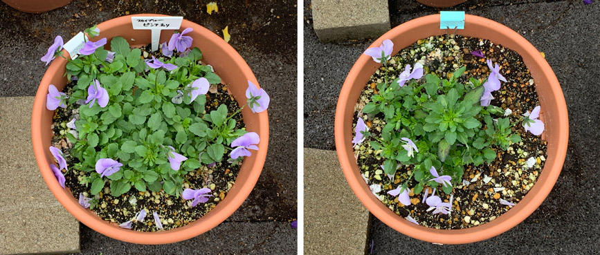 フィオリーナ　花色：スカイブルー