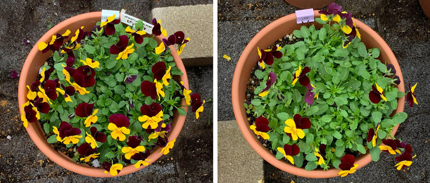 フィオリーナ　花色：ベルベットゴールド