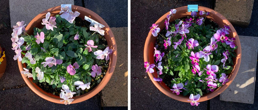 フィオリーナ　花色：オーロラ