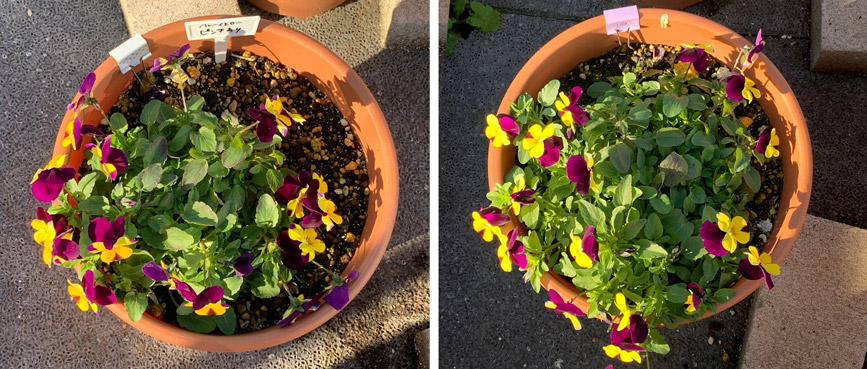 フィオリーナ　花色：ブルーイエロー