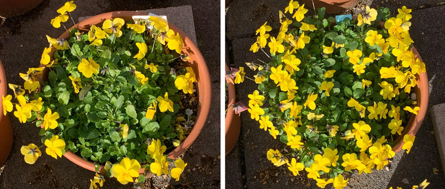 フィオリーナ　花色：ゴールド