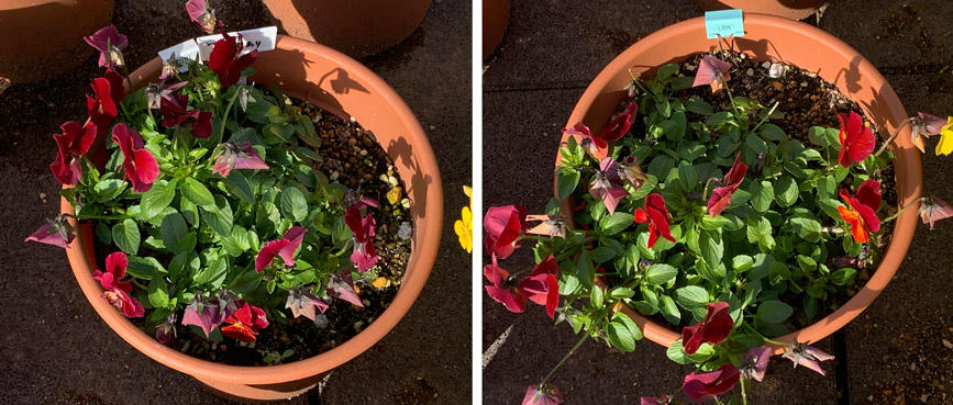 フィオリーナ　花色：レッドフレア