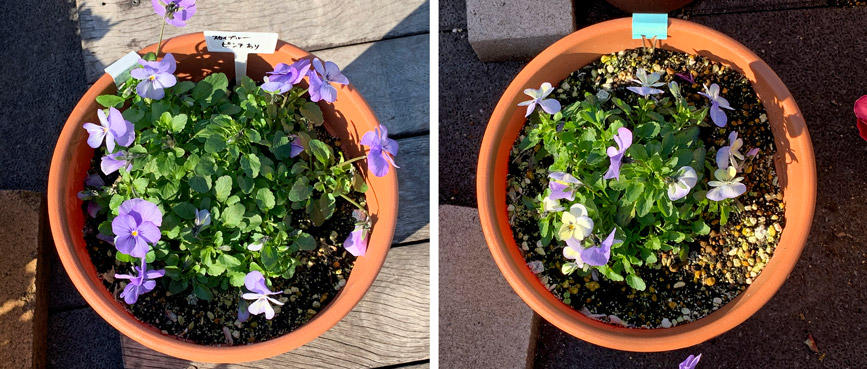 フィオリーナ　花色：スカイブルー