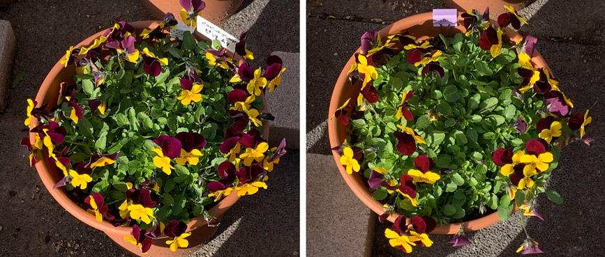 フィオリーナ　花色：ベルベットゴールド