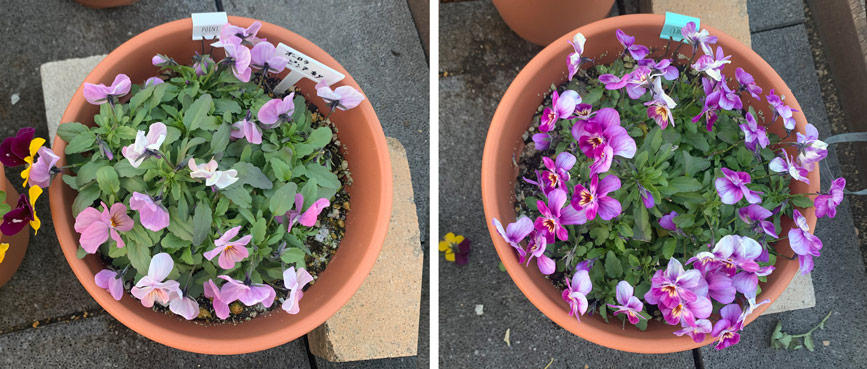 フィオリーナ　花色：オーロラ