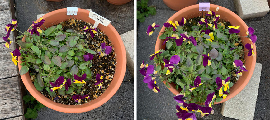 フィオリーナ　花色：ブルーイエロー