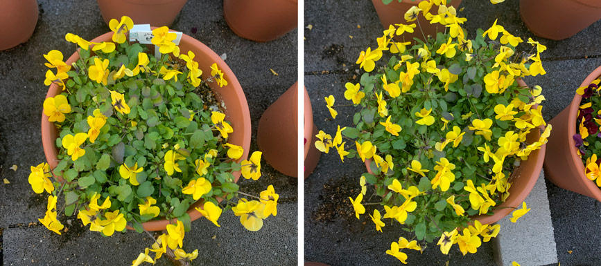 フィオリーナ　花色：ゴールド