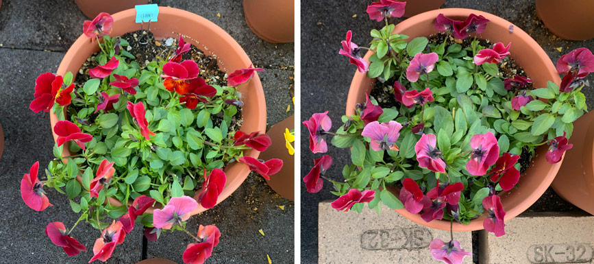 フィオリーナ　花色：レッドフレア