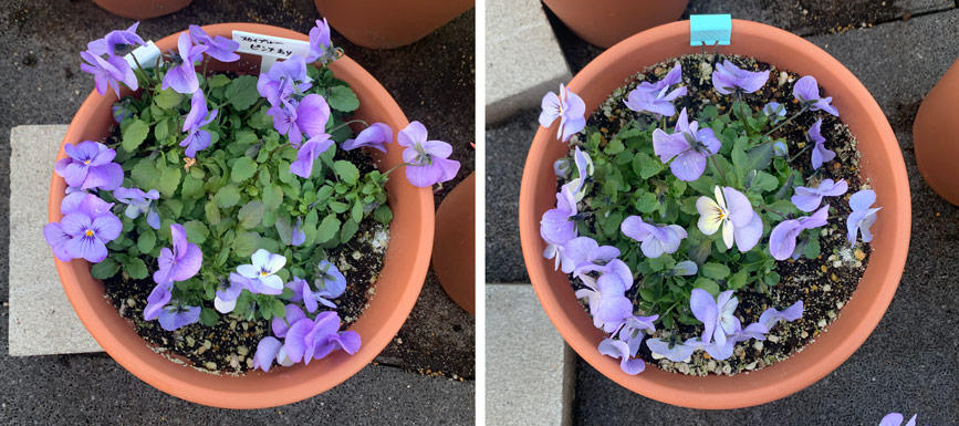 フィオリーナ　花色：スカイブルー