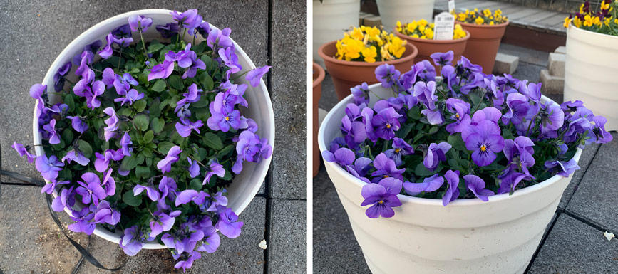 フィオリーナ　花色：スカイブルー