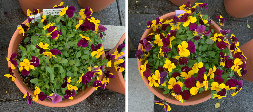 フィオリーナ　花色：ベルベットゴールド