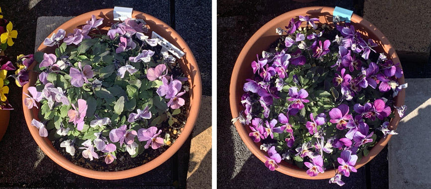 フィオリーナ　花色：オーロラ