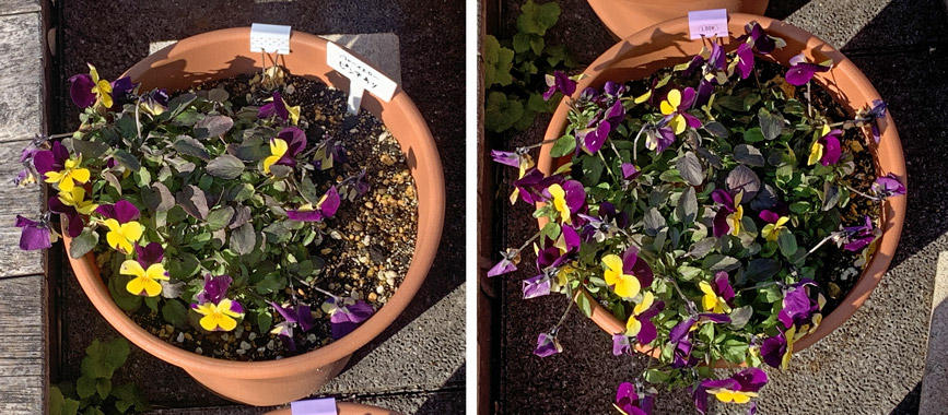 フィオリーナ　花色：ブルーイエロー