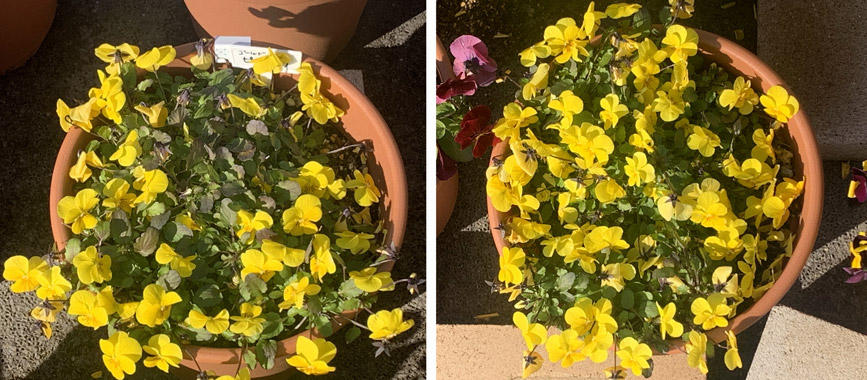 フィオリーナ　花色：ゴールド