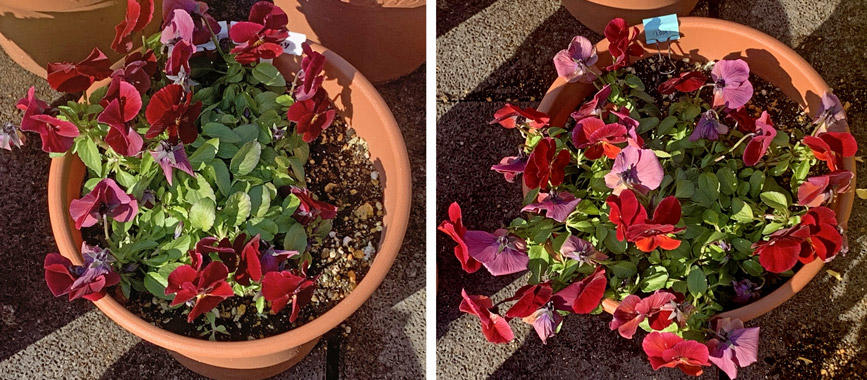 フィオリーナ　花色：レッドフレア