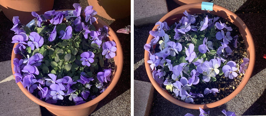 フィオリーナ　花色：スカイブルー