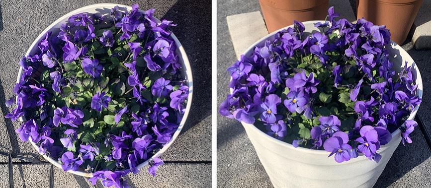 フィオリーナ　花色：スカイブルー