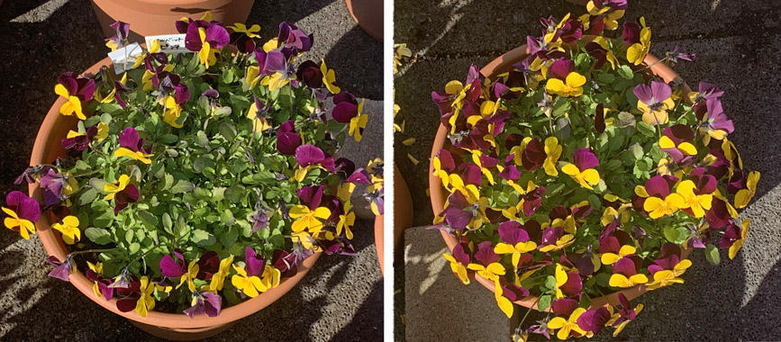 フィオリーナ　花色：ベルベットゴールド