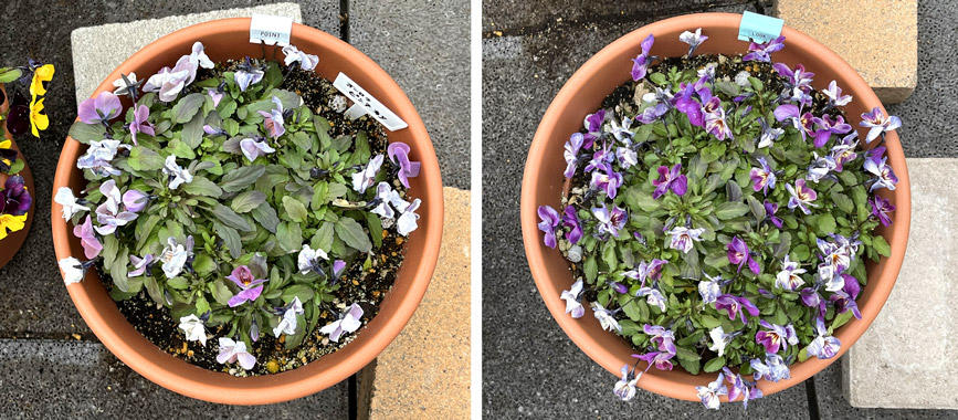 フィオリーナ　花色：オーロラ