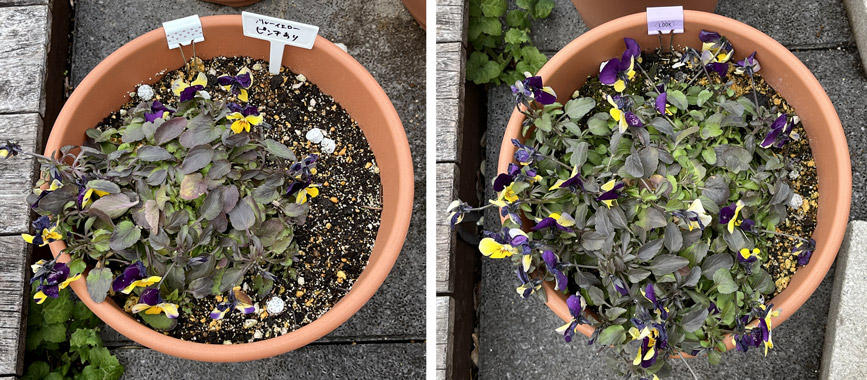 フィオリーナ　花色：ブルーイエロー