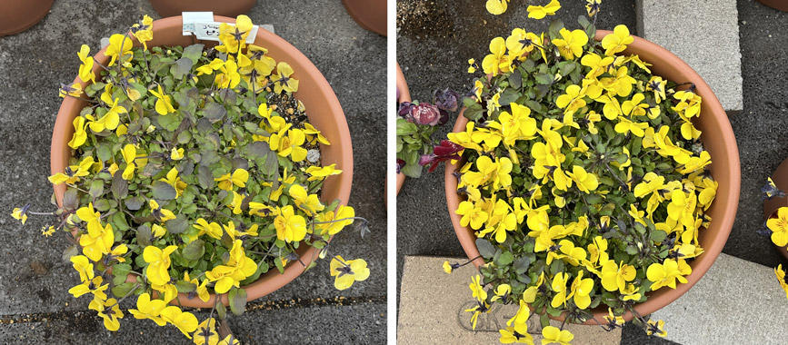 フィオリーナ　花色：ゴールド