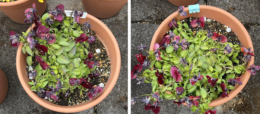 フィオリーナ　花色：レッドフレア