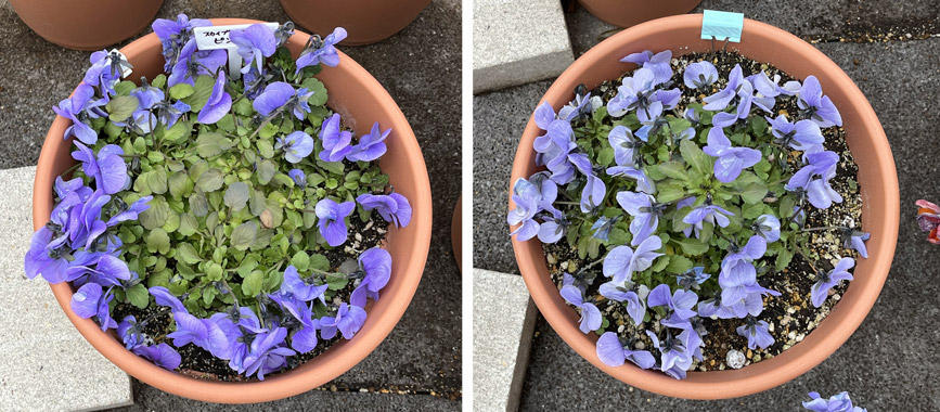 フィオリーナ　花色：スカイブルー