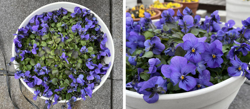 フィオリーナ　花色：スカイブルー