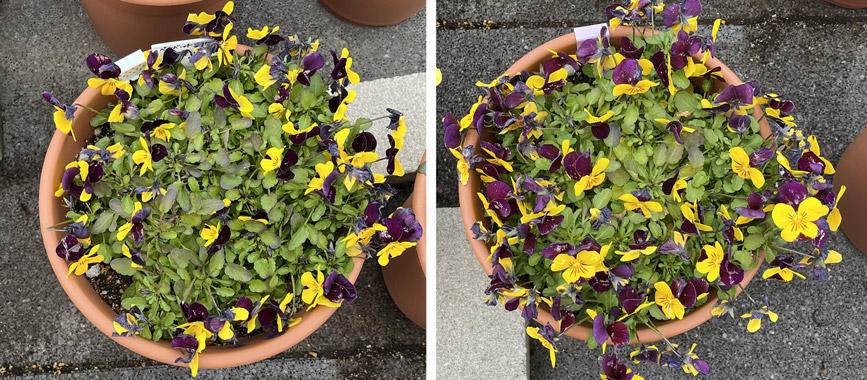 フィオリーナ　花色：ベルベットゴールド