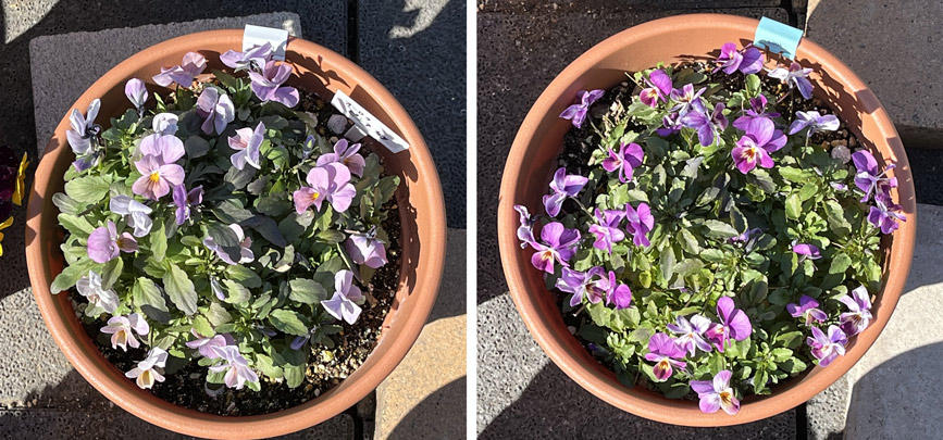 フィオリーナ　花色：オーロラ