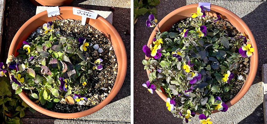 フィオリーナ　花色：ブルーイエロー